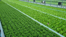 다이어트 샐러드채소농장 시안팜 | 작가 피드