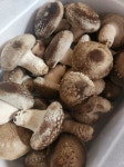 🍄명품송화고버섯 명절선물세트 1kg(상품형,최고급형) | 아이디어스 🍄명품송화고버섯 명절선물세트 1kg(상품형,최고급형)