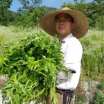 🌵4대항암최고🌵와송분말120g | 아이디어스 - 핸드메이드, 수공예, 수제 먹거리 🌵4대항암최고🌵와송분말120g