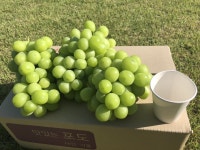 초아농원 | 스토리  초아농원