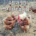 봄빛농장 자연방사유정란[난각번호1번] | 작가 피드