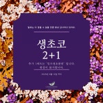 초코동이 | 스토리  초코동이