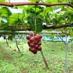 울진 보석송이포도농장 | 작가 피드