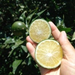 청귤(풋귤) 4,5,7,10kg 딱한달만 맛보는 상큼함 [원산지:작품정보참조] | 아이디어스 청귤(풋귤) 4,5,7,10kg 딱한달만 맛보는 상큼함 [원산지... 