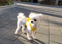 깜찍하개 하네스 | 아이디어스 깜찍하개 하네스