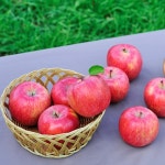 백두대간 이광용사과농장 | 작가 피드