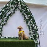 깜찍하개 하네스 | 아이디어스 - 핸드메이드, 수공예, 수제 먹거리 깜찍하개 하네스