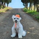 🍊강아지 귤모자 감귤모자 제주여행 필수품🌴 | 아이디어스 🍊강아지 귤모자 감귤모자 제주여행 필수품🌴