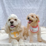 🐶댕댕몽드 도그빕🐶 | 아이디어스 - 핸드메이드, 수공예, 수제 먹거리 🐶댕댕몽드 도그빕🐶