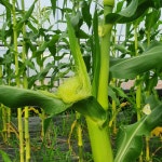 전라도 하리팜 농부 조윤경 | 피드 전라도 하리팜 농부 조윤경