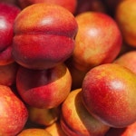 [승주농장] 환타지아복숭아(새콤달콤한 천도복숭아) [원산지... 아이디어스 [승주농장] 환타지아복숭아(새콤달콤한 천도복숭아) [원산지... 