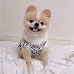 플라워 강아지 스모크원피스 | 아이디어스 플라워 강아지 스모크원피스