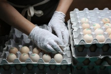 백봉설원(영월백봉오골계농장) | 작가 피드