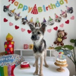 [유기견후원] 강아지 멍파티세트 생일6종세트 | 아이디어스 [유기견후원] 강아지 멍파티세트 생일6종세트 