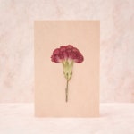 프리미엄 카네이션 감사카드 🌷 | 아이디어스 프리미엄 카네이션 감사카드 🌷