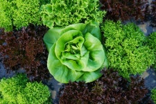 유럽통채소 구라파샐러드 1kg | 아이디어스 유럽통채소 구라파샐러드 1kg