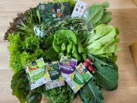 샐러드채소 주은농장 | 작가 피드