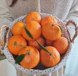 [신품종] 제주도 깊은 향을 품은 탐라향 | 아이디어스 아이디어스