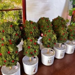 공기정화식물 스칸디아 모스 트리 화분 선물 | 아이디어스 공기정화식물 스칸디아 모스 트리 화분 선물