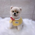 강아지,고양이 명찰 유치원스카프 | 아이디어스 강아지,고양이 명찰 유치원스카프