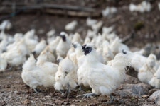 백봉설원(영월백봉오골계농장) | 작가 피드