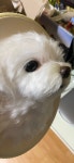 우리집 댕댕이 액자 <23년 4월 예약중 > | 아이디어스 우리집 댕댕이 액자 <23년 4월 예약중 >