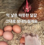 봄빛농장 자연방사유정란[난각번호1번] | 작가 피드