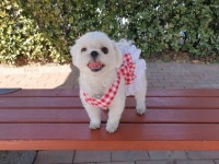 달콤하개 미니원피스(하네스겸용) | 아이디어스 달콤하개 미니원피스(하네스겸용)