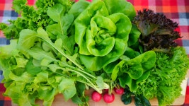 샐러드채소 주은농장 | 작가 피드