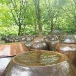 비슬청록농장 | 스토리  비슬청록농장