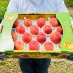 피치파이브 농장 | 작가 피드