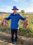 종호농장 100% 여주 호박 꿀 고구마 3kg 5kg | 아이디어스 아이디어스