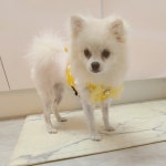 깜찍하개 하네스 | 아이디어스 깜찍하개 하네스