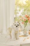 쁘멍 PIT A PET 원피스 (옐로우플라워) | 아이디어스 쁘멍 PIT A PET 원피스 (옐로우플라워)