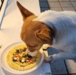 오간식 불고기피자 생일 [당일발송] | 아이디어스 오간식 불고기피자 생일 [당일발송]