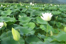 백련가-화신영농조합 | 댓글 백련가-화신영농조합