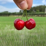 🍒경남 창녕 체리 1kg🍒 [원산지:작품정보참조] | 아이디어스 🍒경남 창녕 체리 1kg🍒 [원산지:작품정보참조]