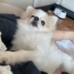 감귤농장 앨리스 | 아이디어스 감귤농장 앨리스