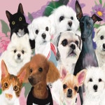 사랑하개 | 클래스 사랑하개