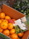 🍊아린팜감귤농원🍊고당도 14Brix 서귀포 천지향 [원산지... 아린팜감귤농원🍊고당도 14Brix 서귀포 천지향 [원산지:작품정보참조]