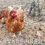 봄빛농장 자연방사유정란[난각번호1번] | 작가 피드