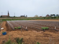 평택초당옥수수 마루농장 (초당 박건화 | 작가 피드 평택초당옥수수 마루농장 (초당 박건화