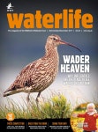 Waterlife October–December 2017 by WWT Waterlife - Issuu Waterlife October–December 2017