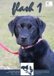 Flash 1/2019 by Belgisch Centrum voor Geleidehonden vzw - Issuu Flash 1/2019