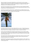 A pembekal kurma shah alam Success Story Youll Never Believe by a0wcdfw865 - Issuu A pembekal kurma shah alam Success Story You... 
