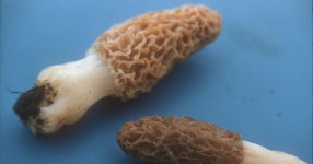 Mushroom Slides - Cal Fremling Archive by OpenRiver - Digital Repository of Winona State University - Issuu Mushroom Slides - Cal... 