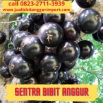 COD ! CALL : 0823-2711-3939 Petani Bibit Anggur Preco Ke Kebumen by raja bibit anggur - Issuu COD ! CALL : 0823-2711-3939 Petani... 