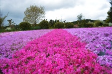 [Hyogo] [2025 Limited] Kansai Flower Viewing Day Tour｜Shibazakura Garden Flower Carpet, Wisteria Curtain Tunnel, Shirokoji... 