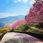 [2023 벚꽃 시즌] 디지털 스카이 & 네이완 옛거리 & 진용 DIY 토마토 농장 일일 투어｜타이베이 출발 - KKday [2023 벚꽃 시즌] 디지털 스카이... 