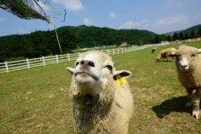 강원도 평창 대관령 하늘목장 입장권 - KKday 강원도 평창 대관령 하늘목장 입장권